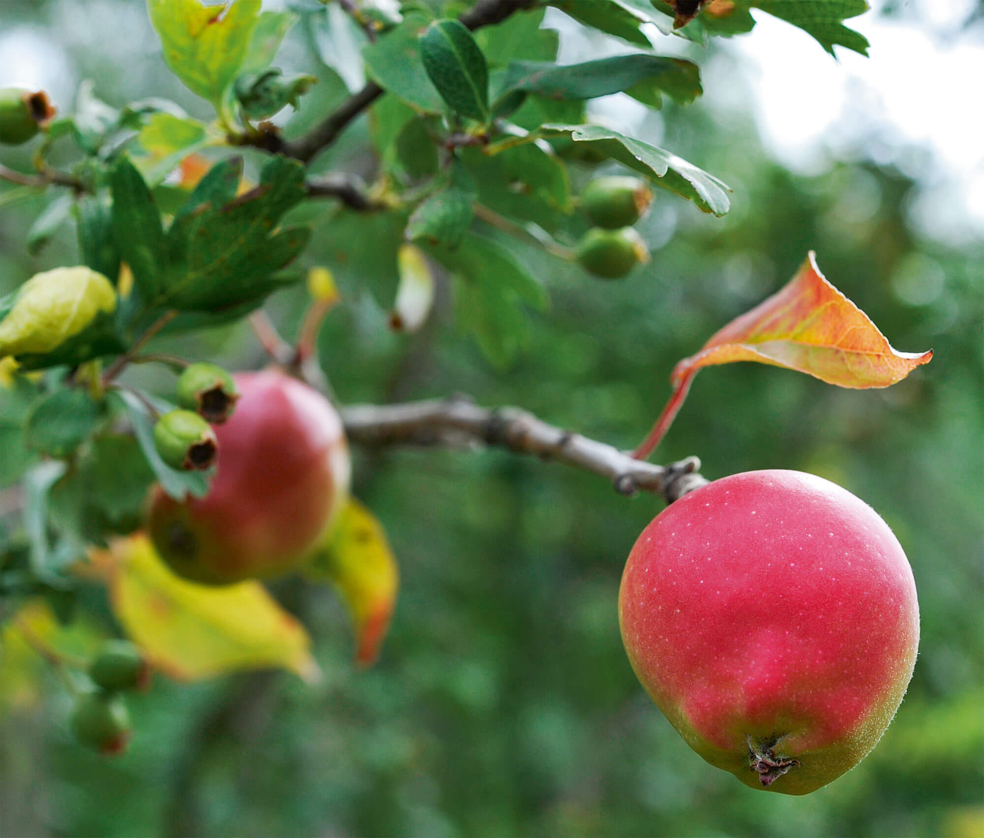 Pomme sur un pommier