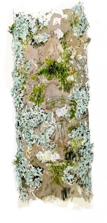 Erable : 4 observations de la faune et la flore qui vit sur son écorce LIchens