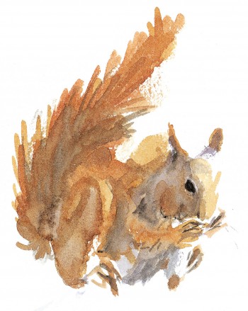L'écureuil, infatigable cueilleur de noisettes