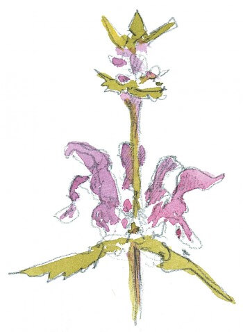 Lamier tacheté