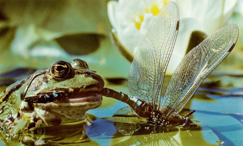 Grenouille rieuse dévorant une aeschne bleue