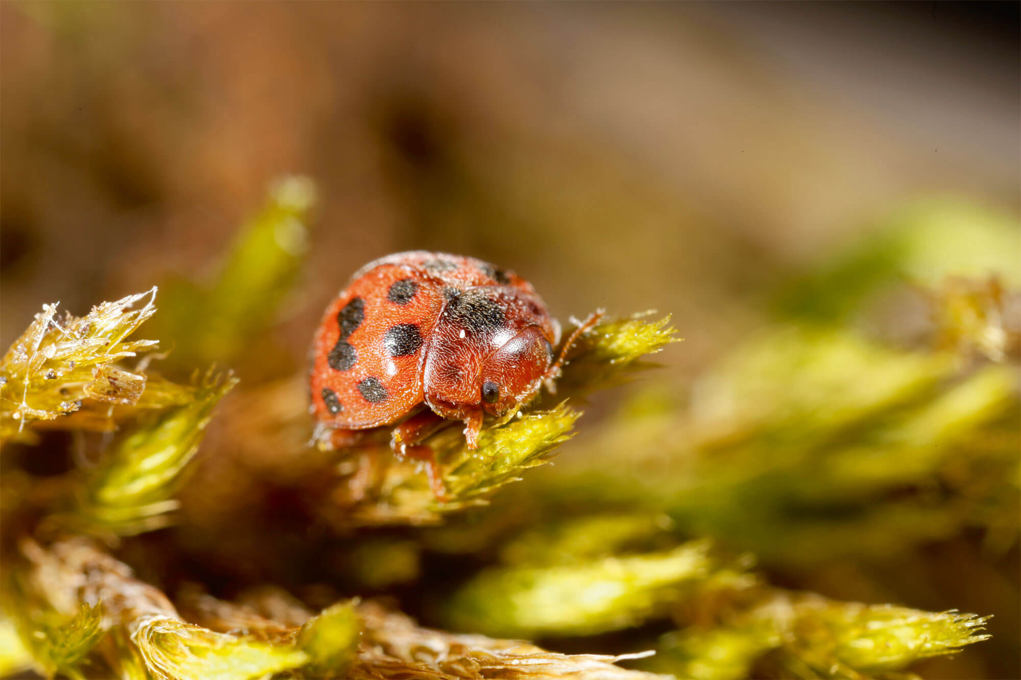 La coccinelle herbivore à 24 points
