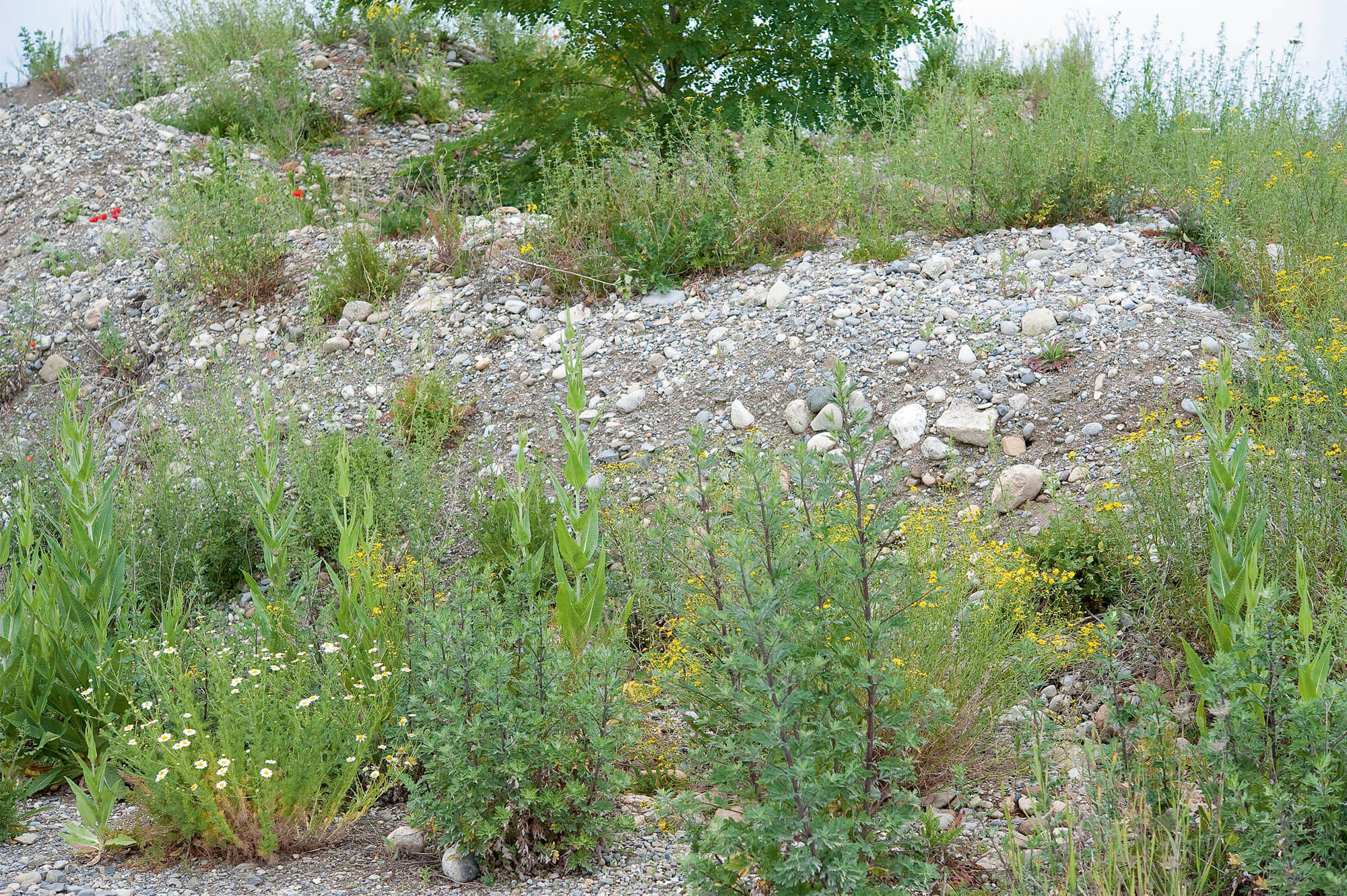 Plantes de friches