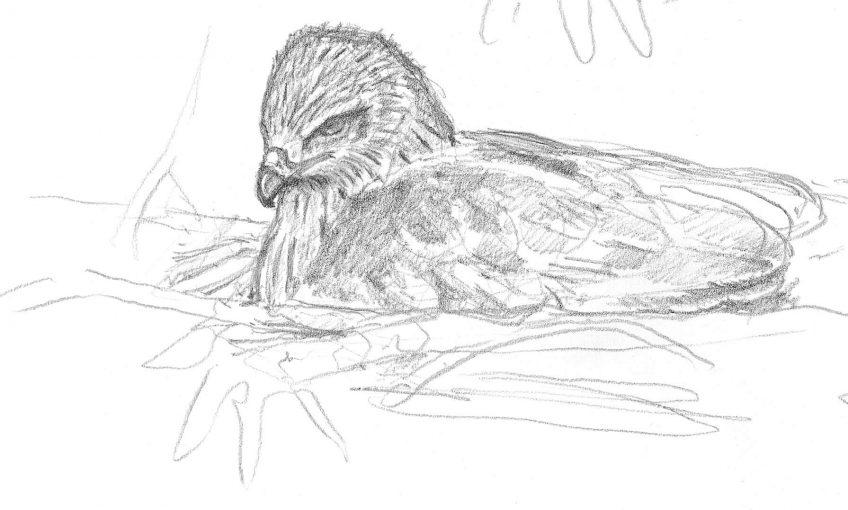 Dessin nature de milan noir sur son nid