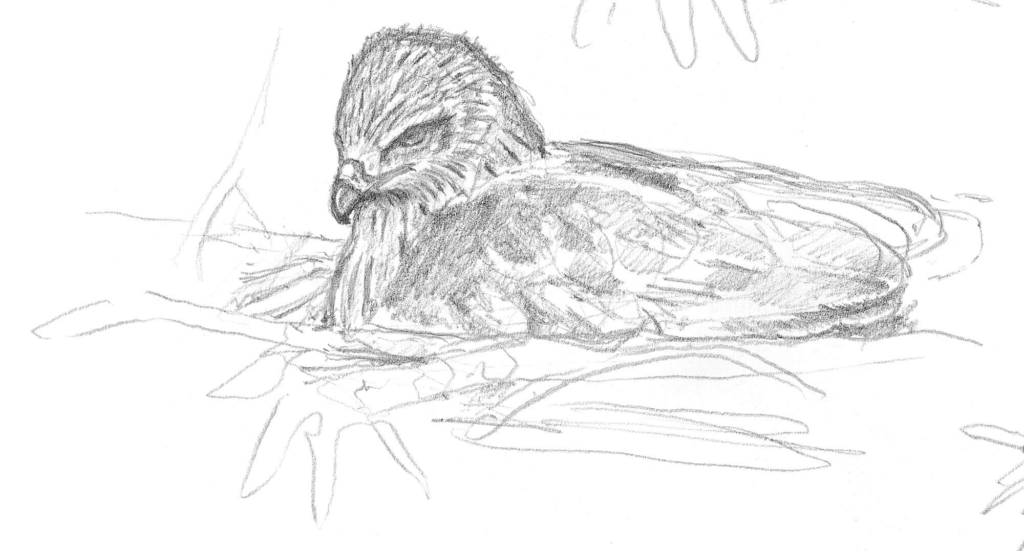 Dessin nature de milan noir sur son nid