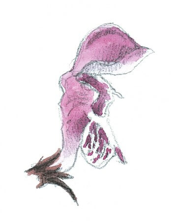 Lamier tacheté