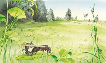 L'amour donne des ailes ! Souvent prises pour une espèce à part entière, les fourmis ailées sont en réalité les mâles et les reines des fourmis qui vivent autour de nous. Les voir voler indique qu'ils sont en période de reproduction. 