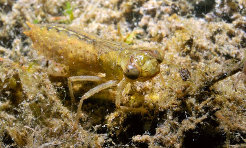 Larve d'aeschiné, une libellule vraie.