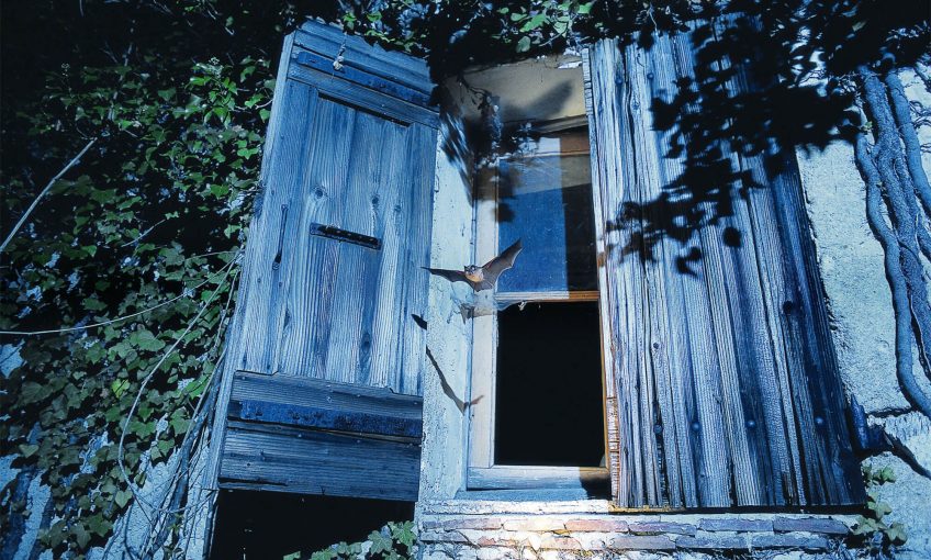 Cohabiter avec les chauves-souris, c'est possible!