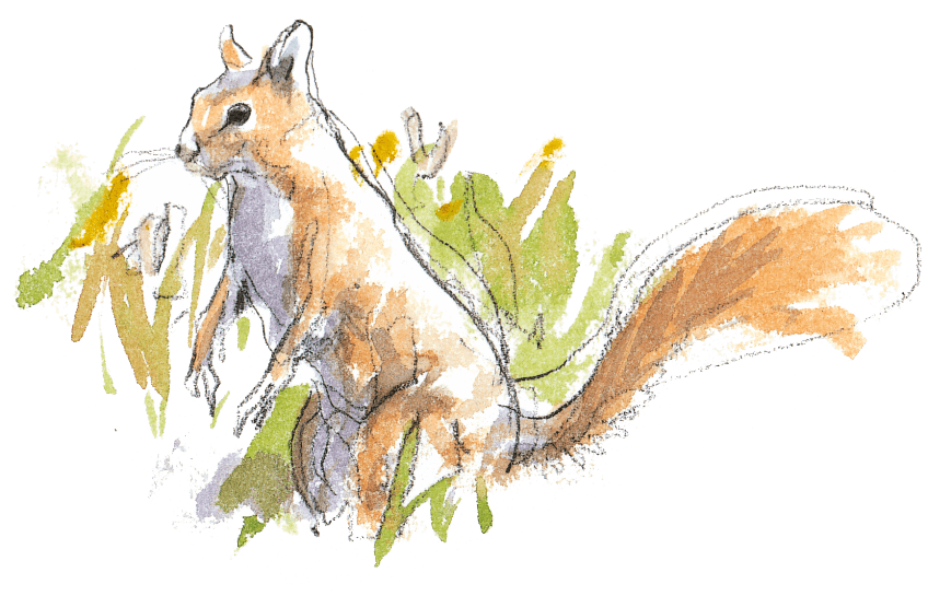 L'écureuil, infatigable cueilleur de noisettes