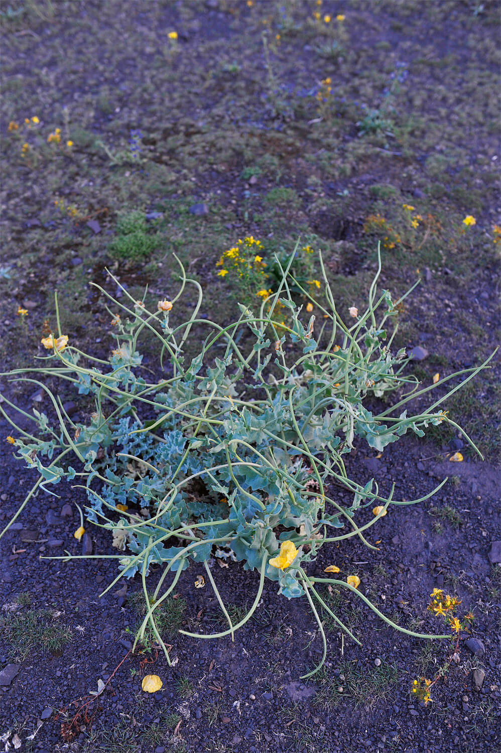Les brassicacées sont des habitantes régulières des friches.