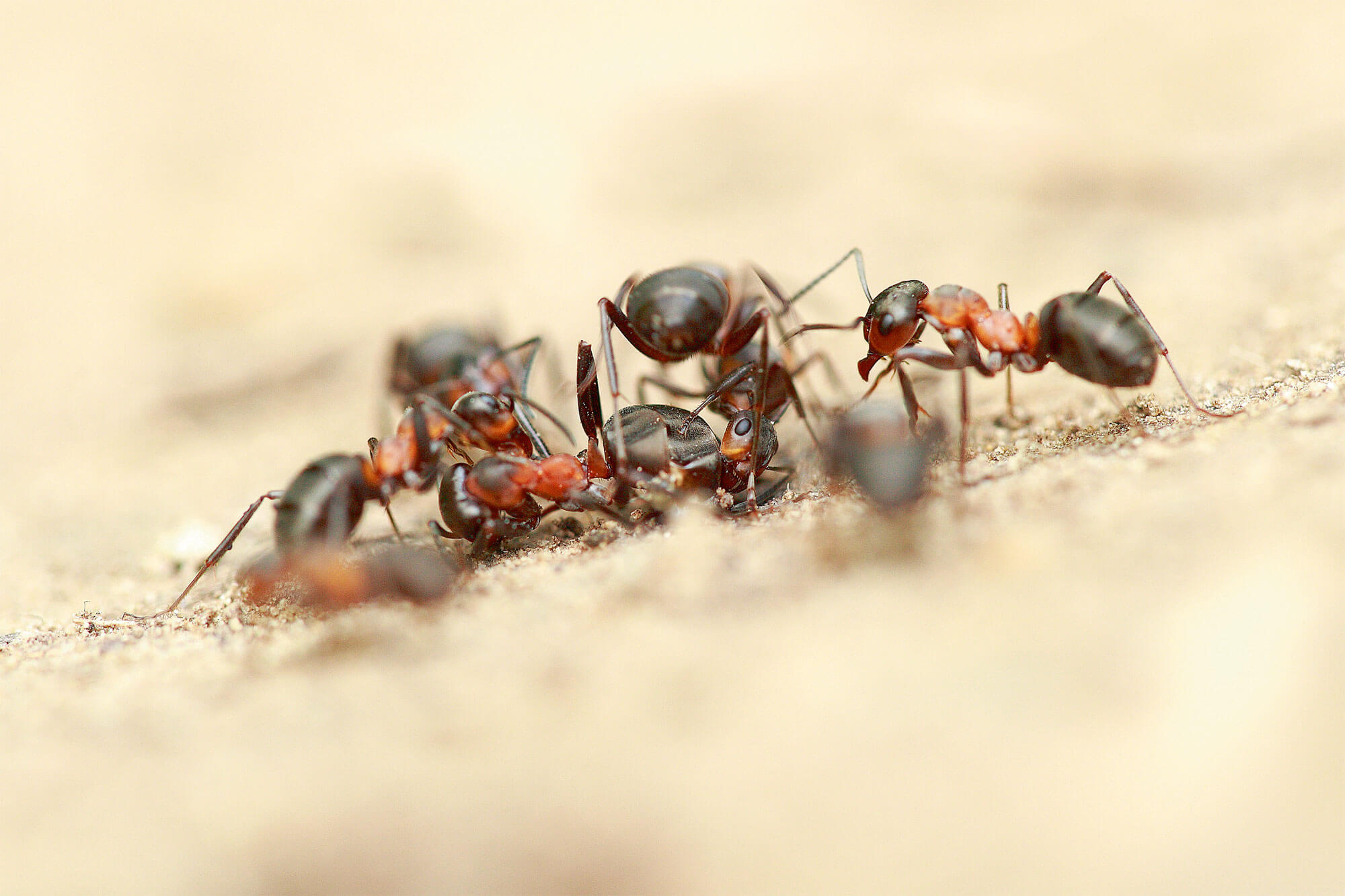 Photo de fourmis