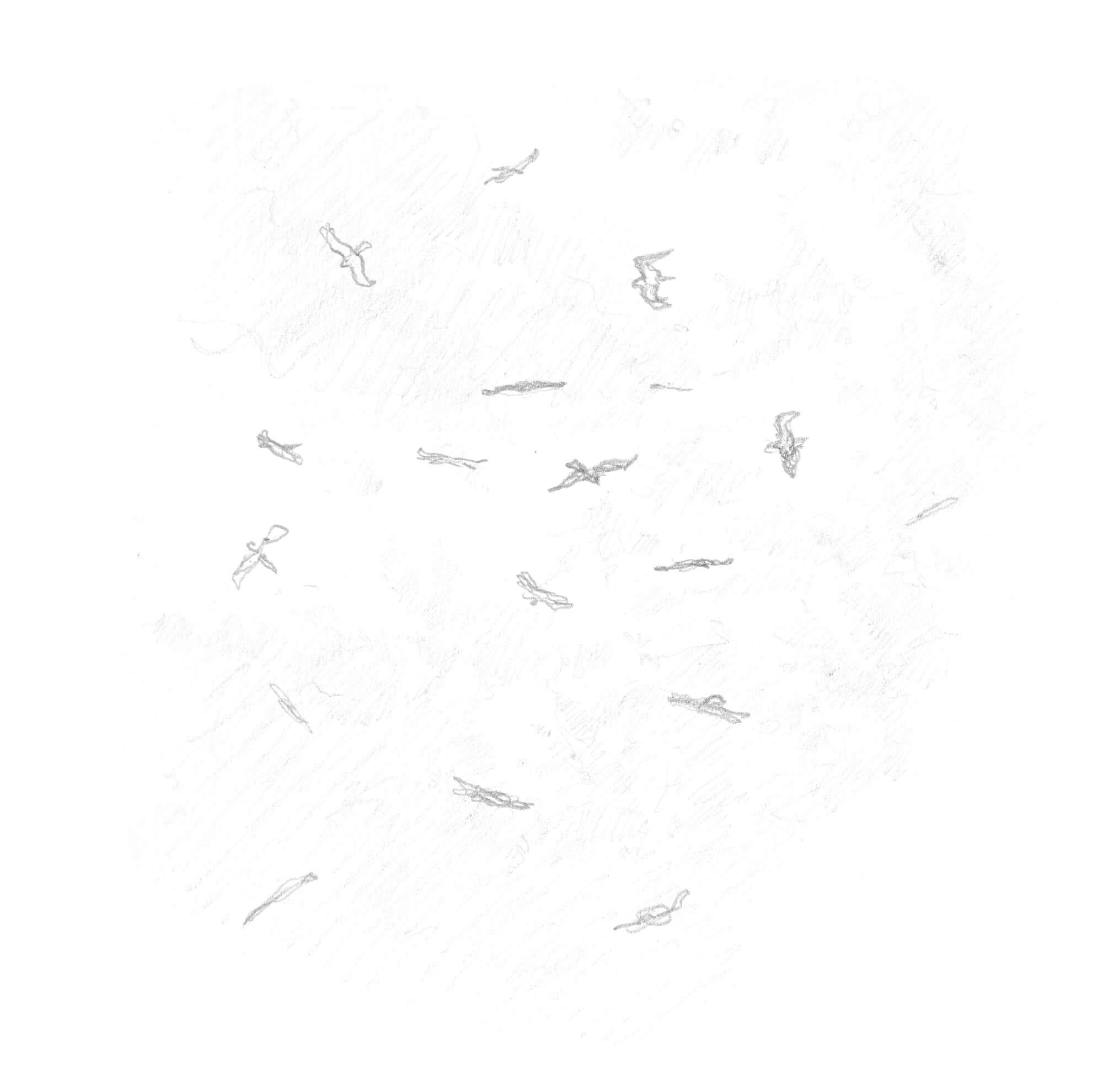 Dessin de milans en vol
