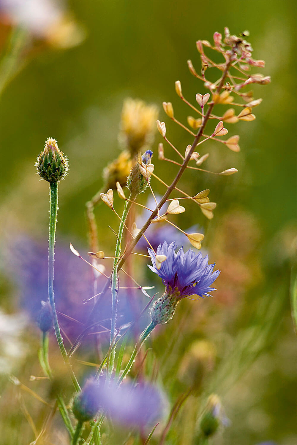 Fleurs de jachères