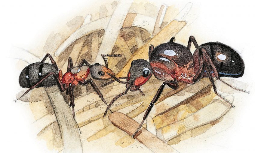 Dessin reine de fourmi et ouvrière