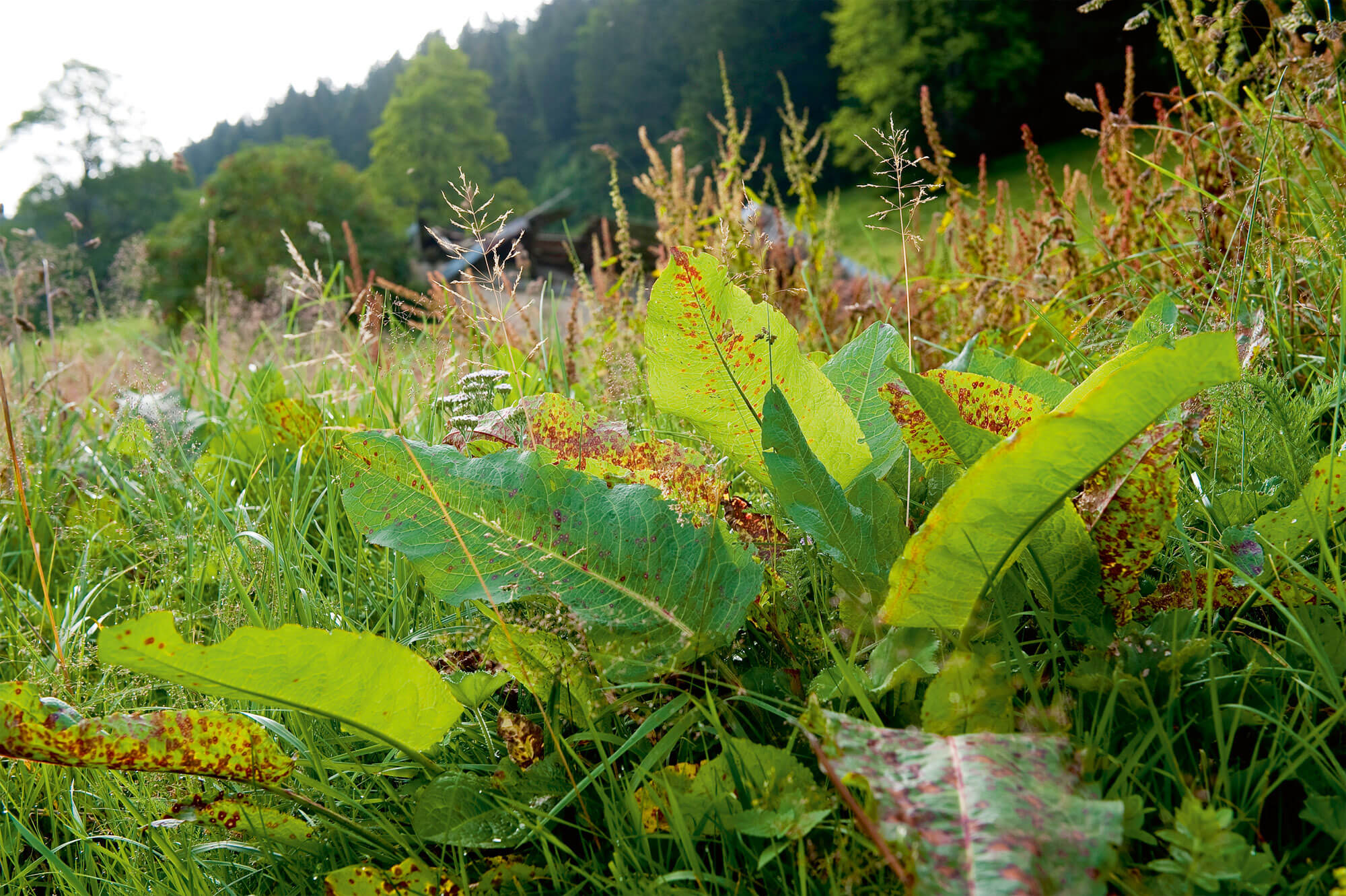 Rumex