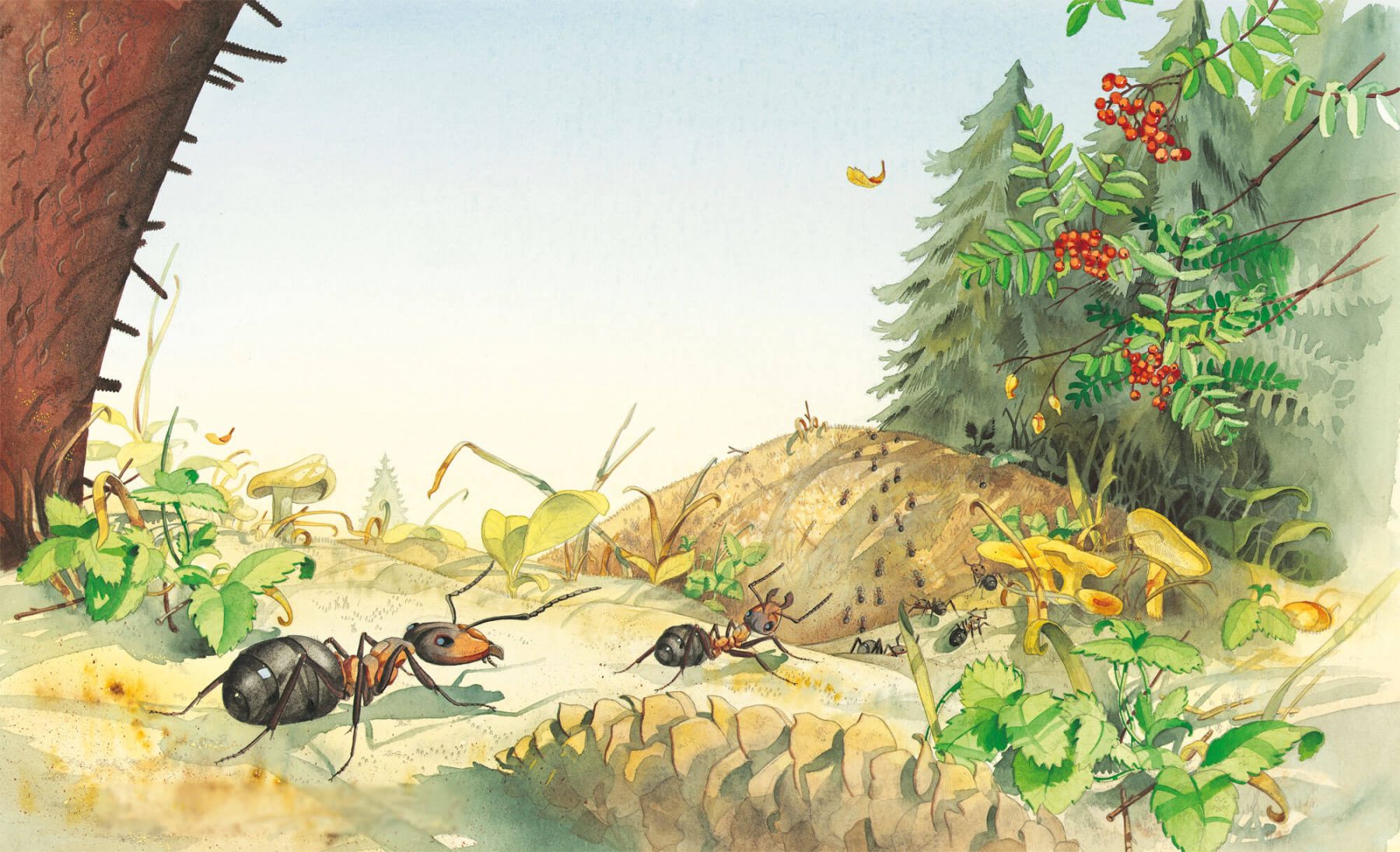 Les p'tites fourmis : la vie dans la fourmilière