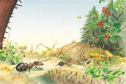 La plus grande colonie de fourmis d'Europe - La Salamandre