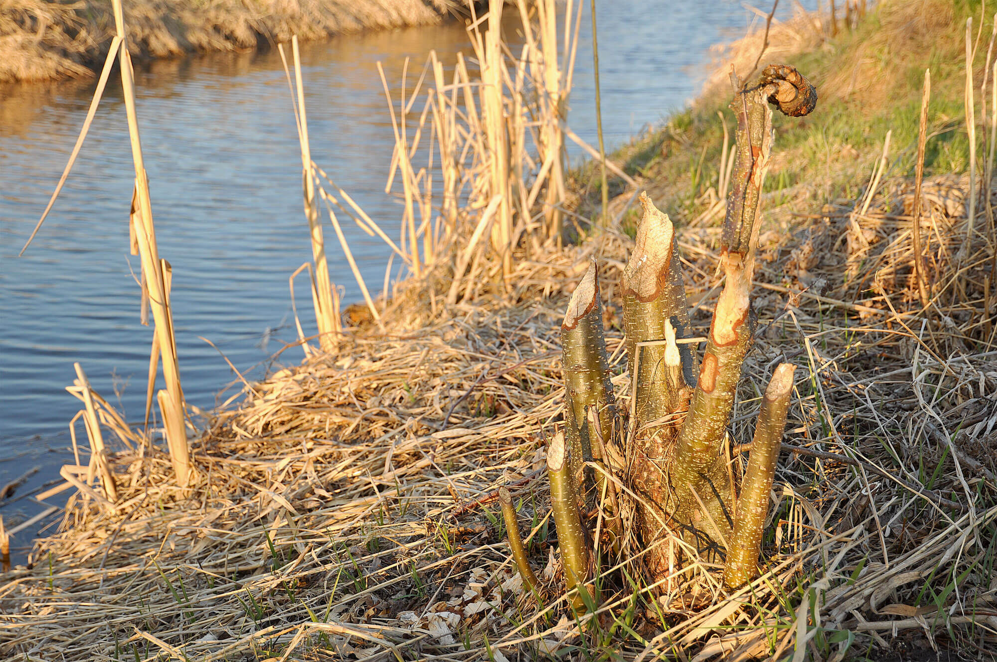 Traces de castor