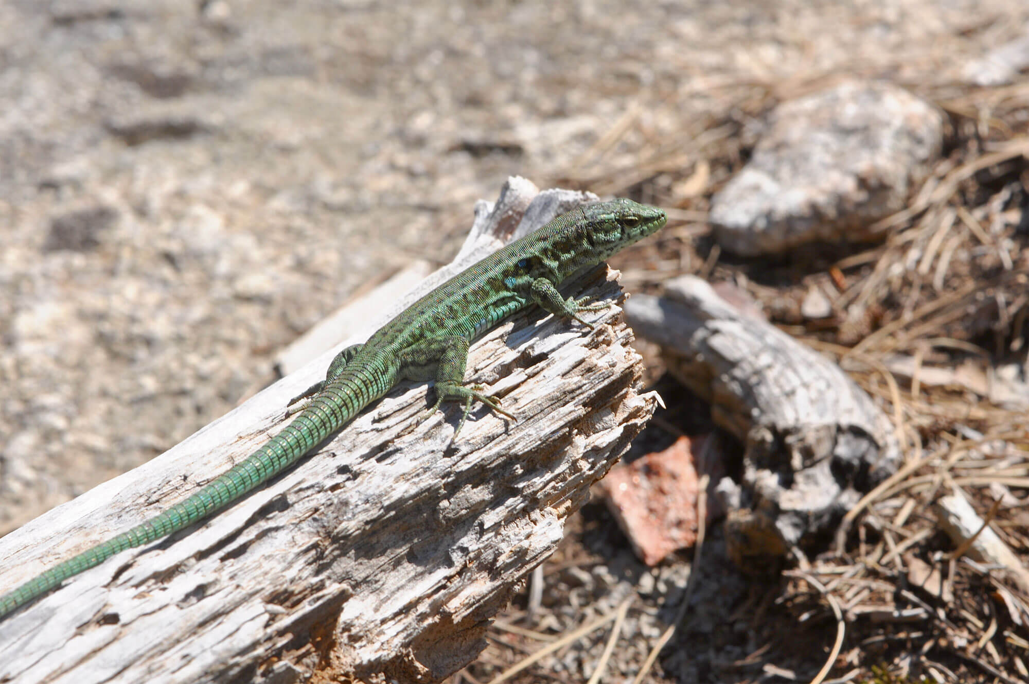 Lézard tyrrhénien