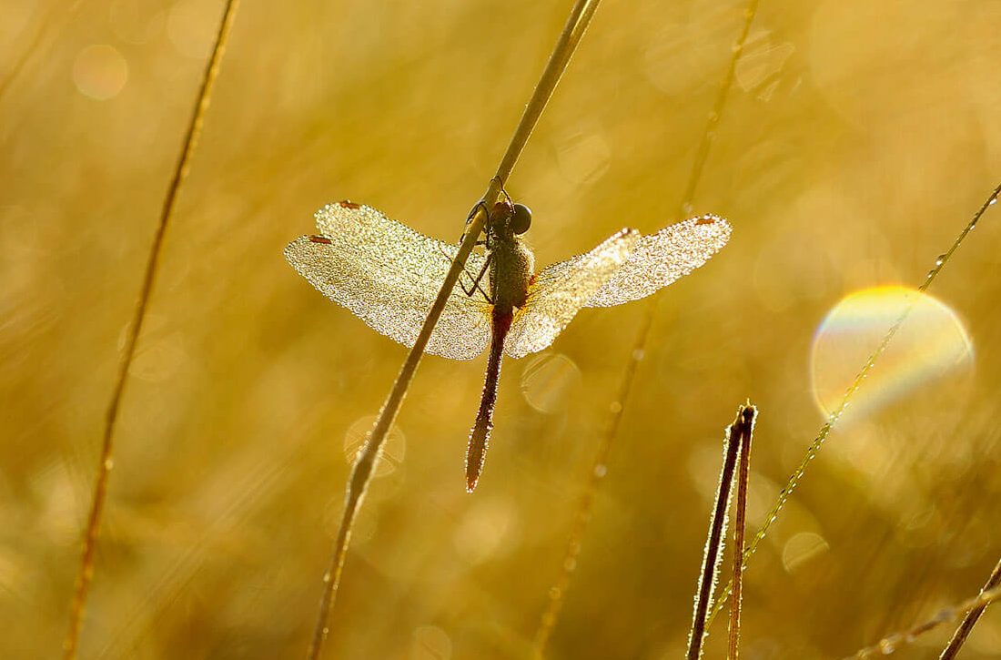 Libellule dans la rosée du matin