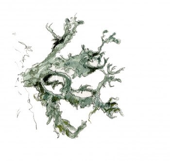Erable : 4 observations de la faune et la flore qui vit sur son écorce Lichen