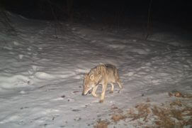 Deux jours après, un loup solitaire passe sur le même chemin. / © René Gadient, Office de la chasse et de la pêche du canton des Grisons