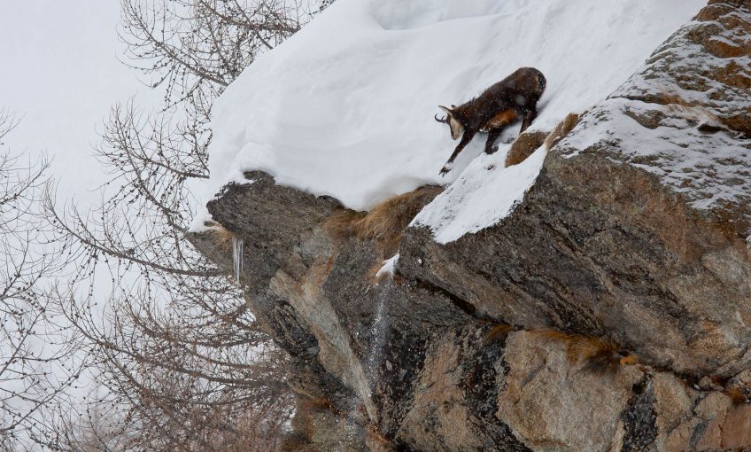 Chamois dans la neige