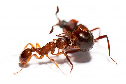 L'anatomie de la fourmi - La Salamandre