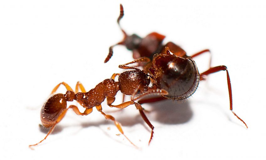 Photo de la fourmi Myrmica sabuleti qui hume les phéromones apaisantes