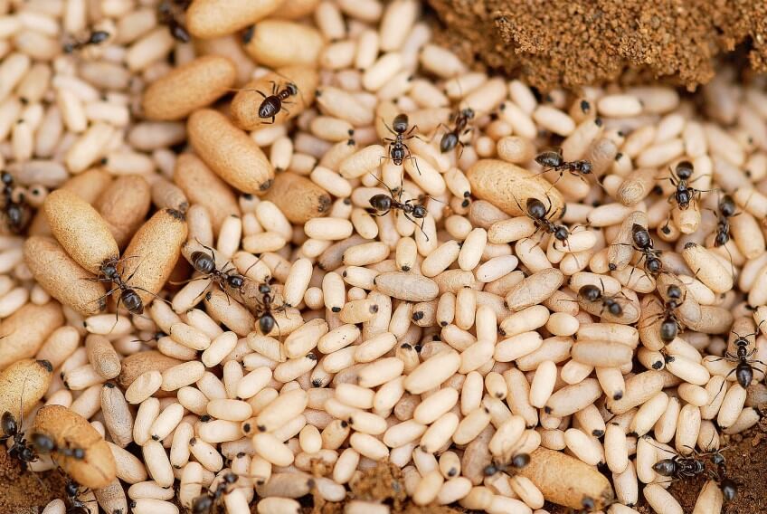 Nourrices et couvain de fourmi en photo
