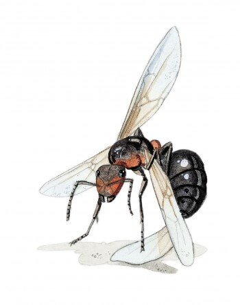 Dessin de fourmi se coupant les ailes