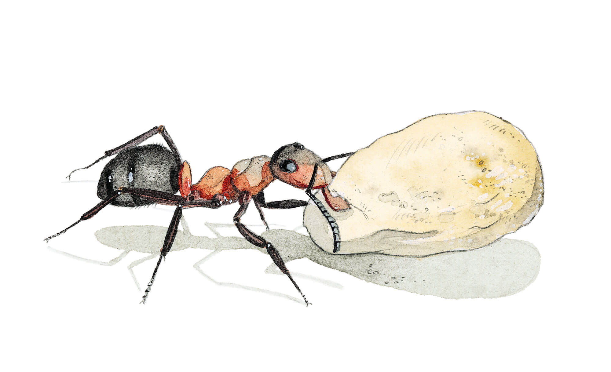 Dessin de fourmi transportant un cocon
