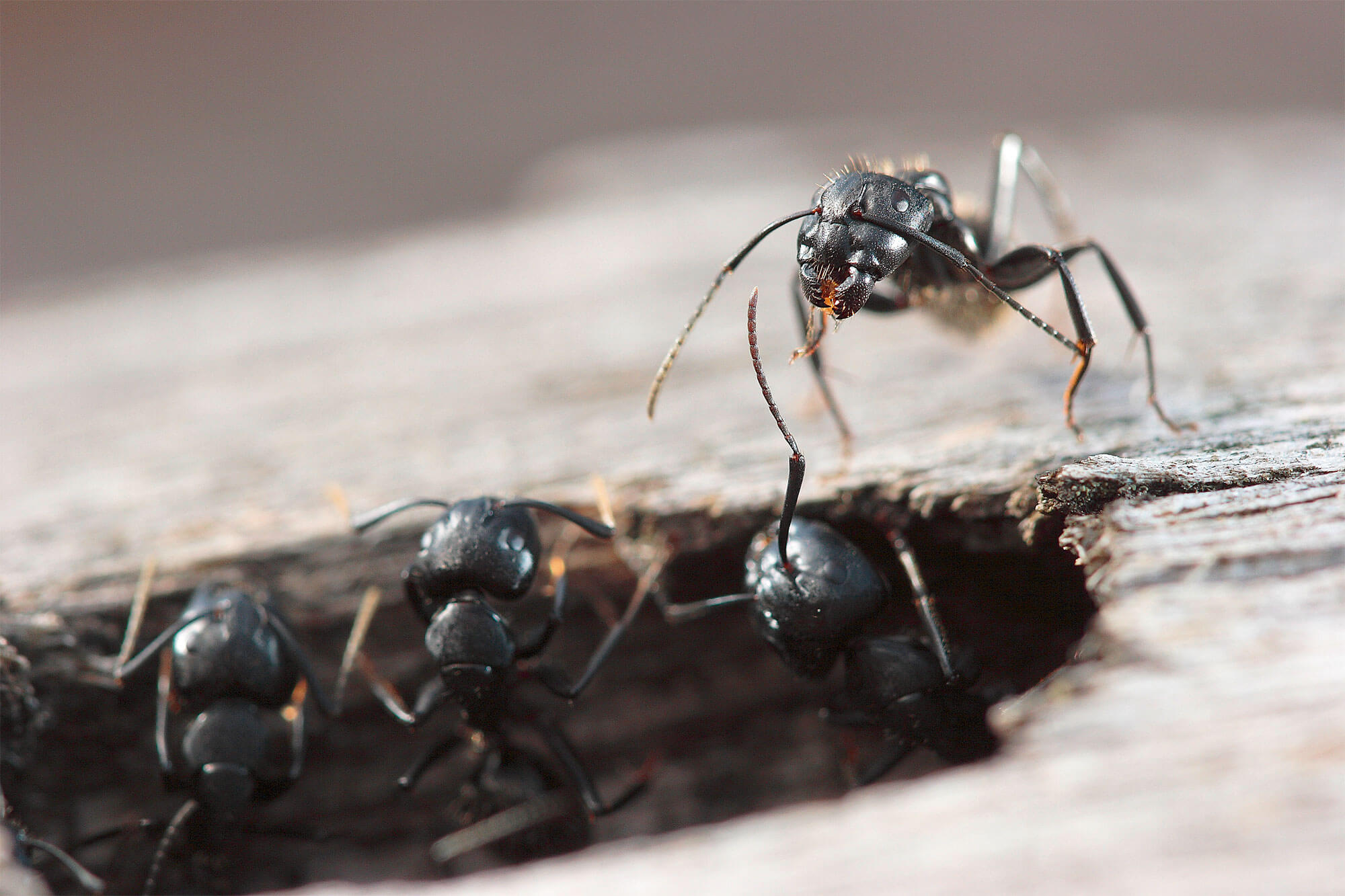 Ouvrières de Camponotus vagus en photo