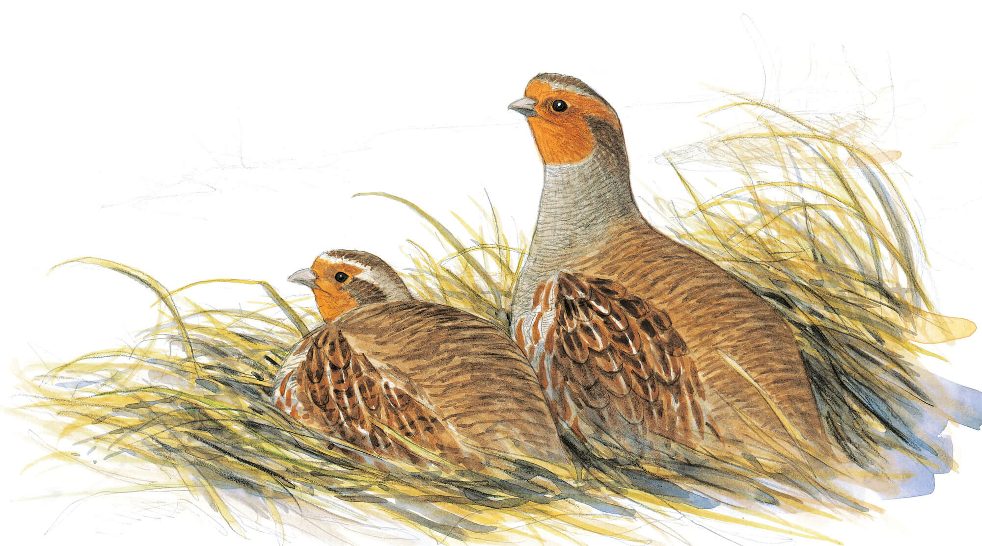 Perdrix grises