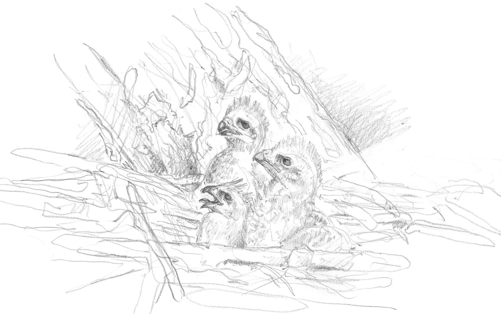 Dessin de poussins milans noirs