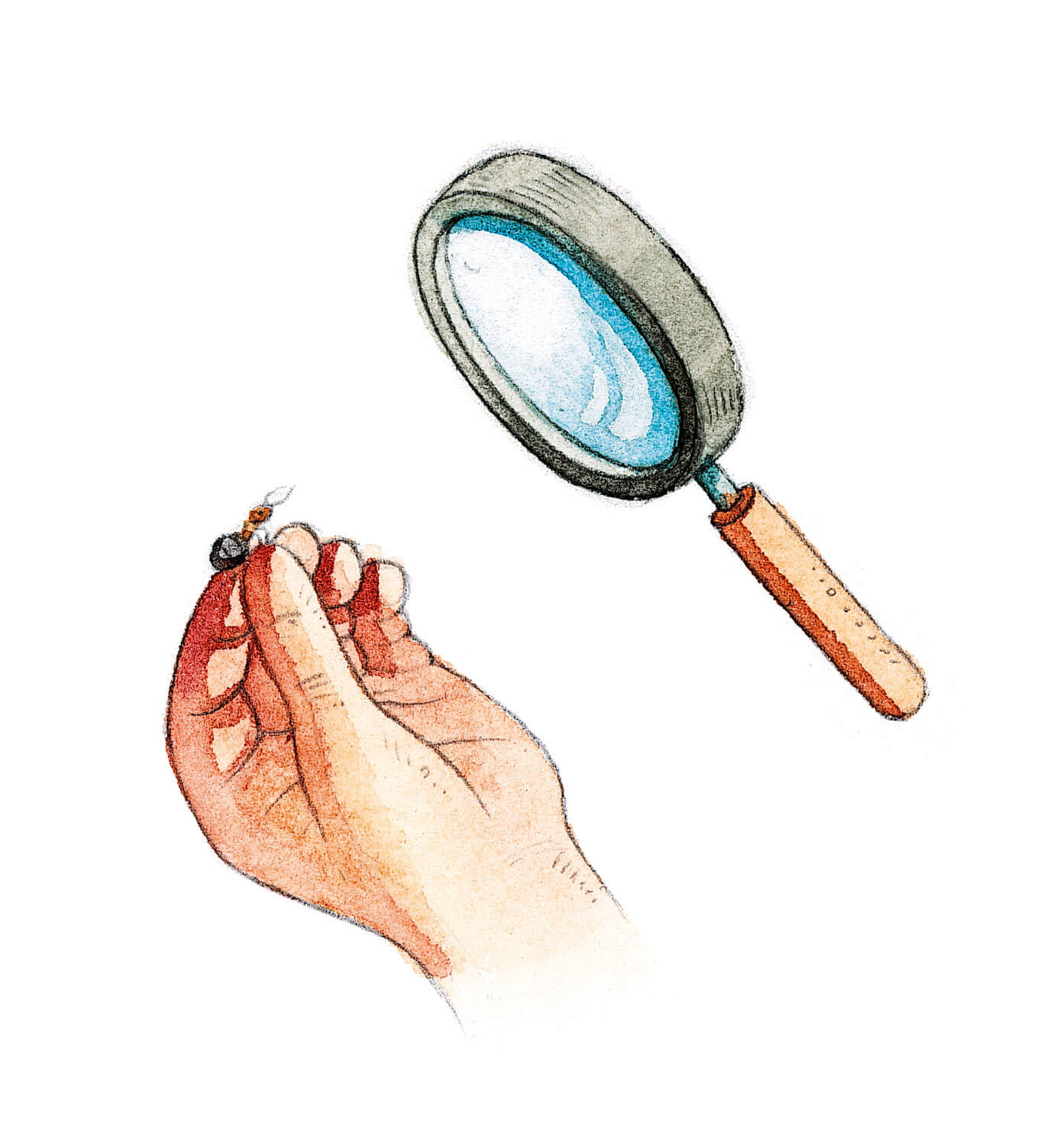 Dessin de fourmi à la loupe