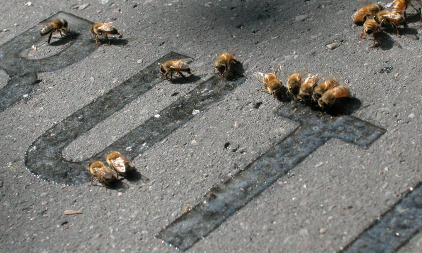 Quand l'art réunit les abeilles et l'urbain