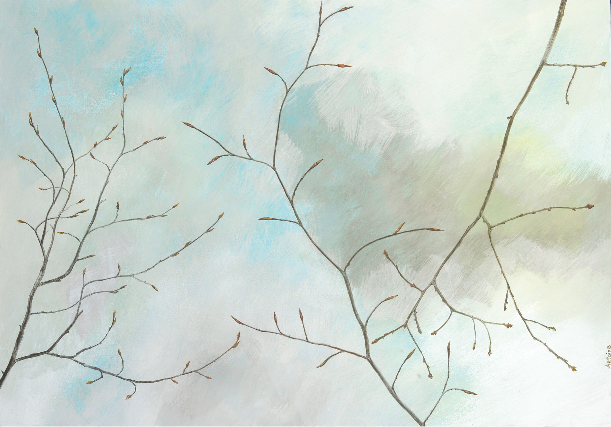 Dessin de rameaux et bourgeons