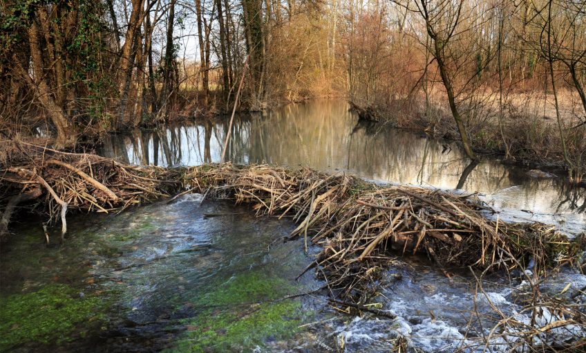 Barrage de castor