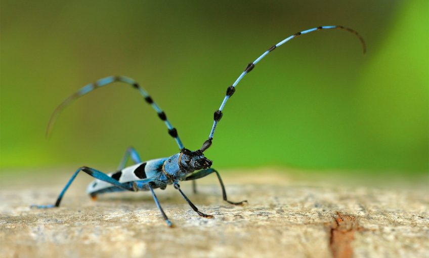 Rosalia alpina sur du bois mort