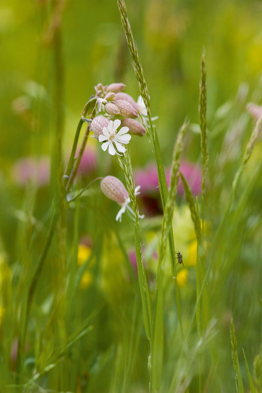 Silène enflé calaminaire (Silene vulgaris)
