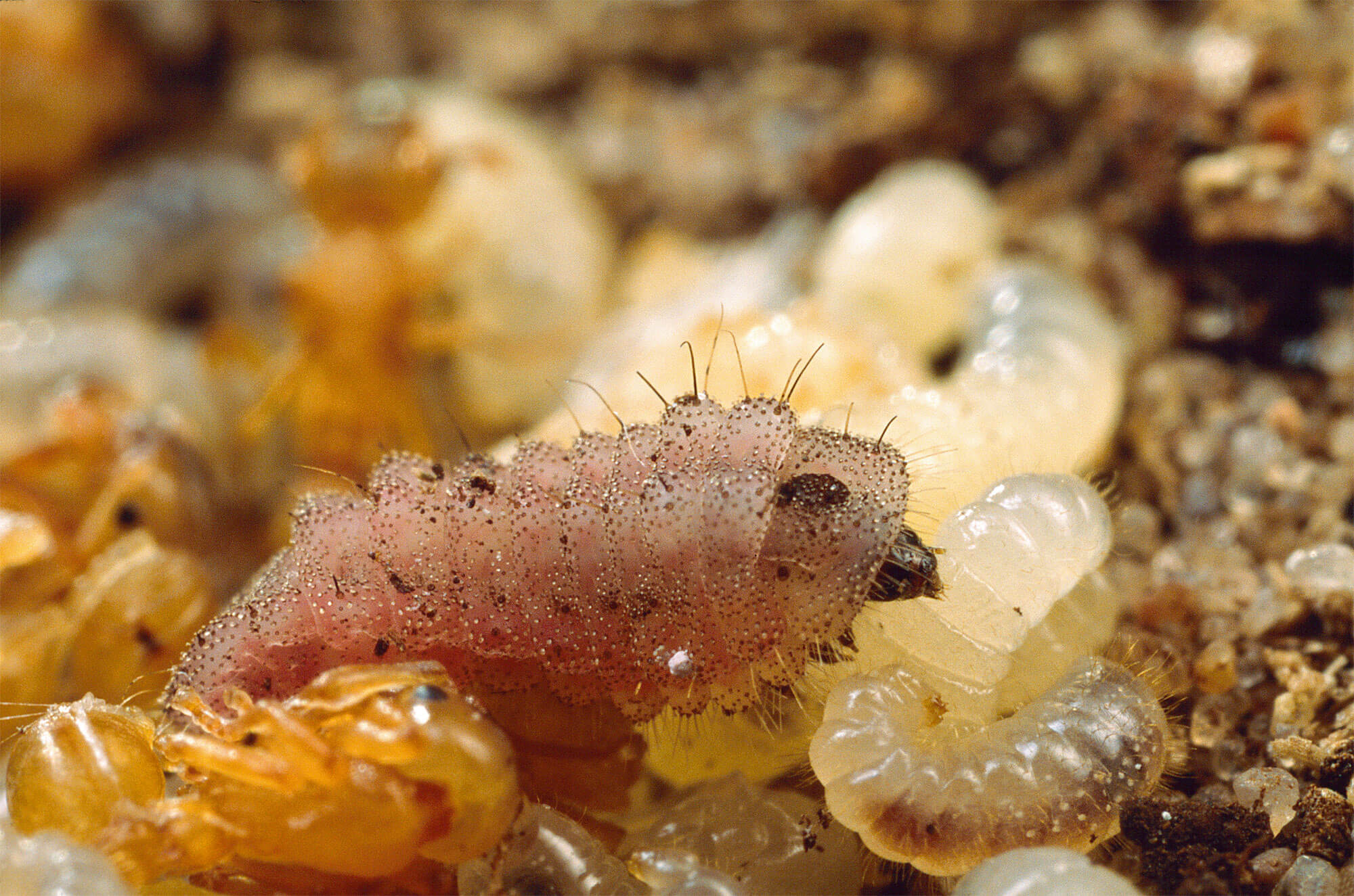 Photo de chenille de l'azuré