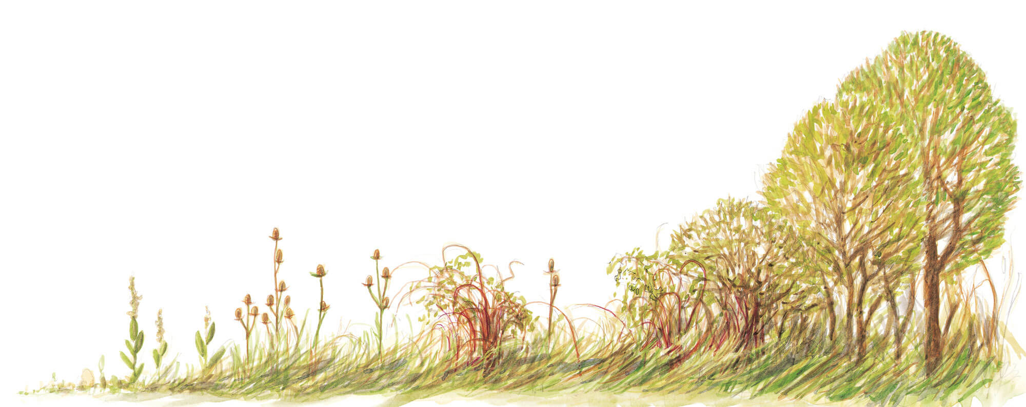 Friche