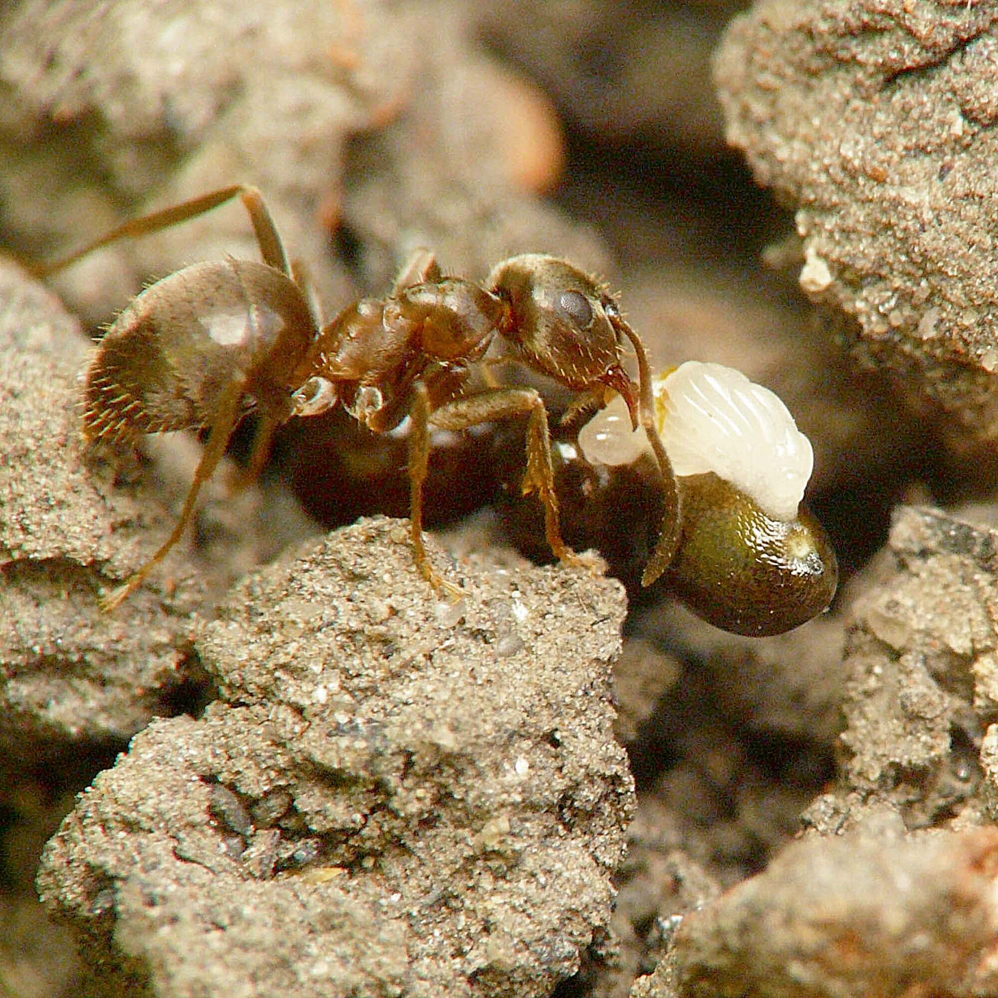Photo de fourmi Lasius niger