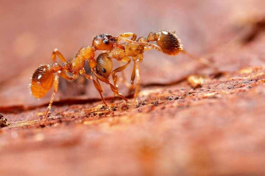 Photo d'ne fourmi qui amène sa soeur à la fourmilière