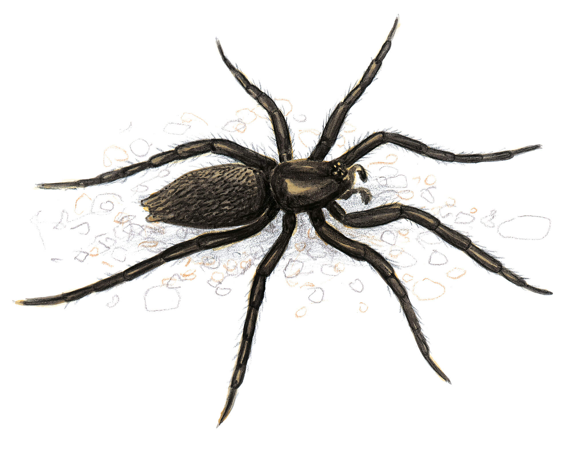 Zelotes exiguus