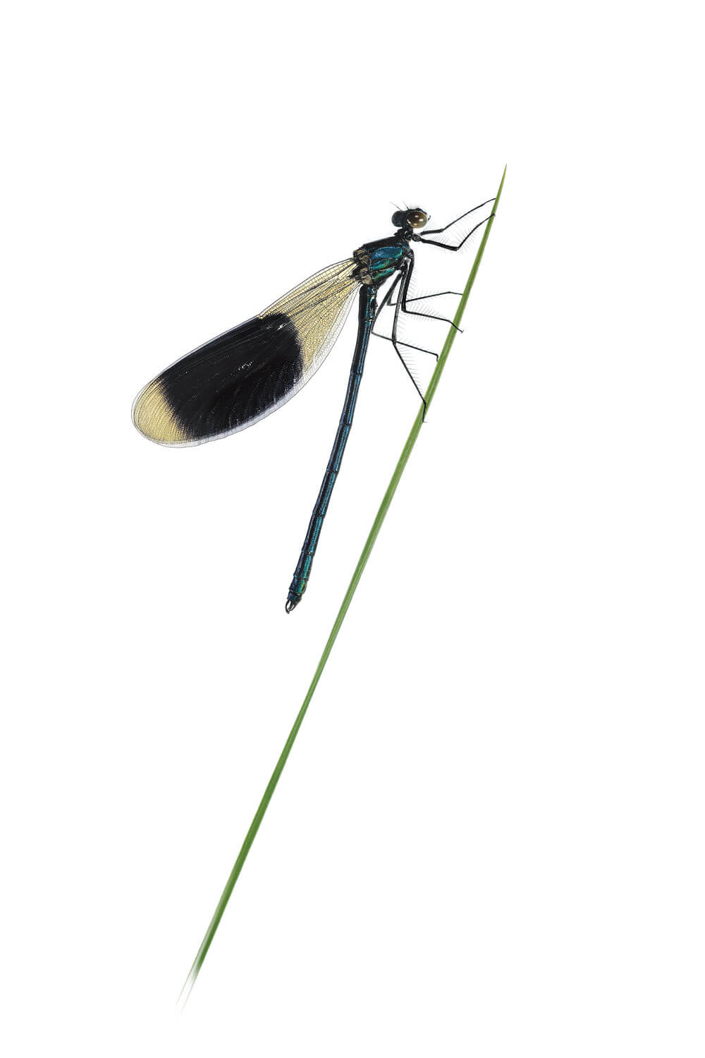 demoiselle