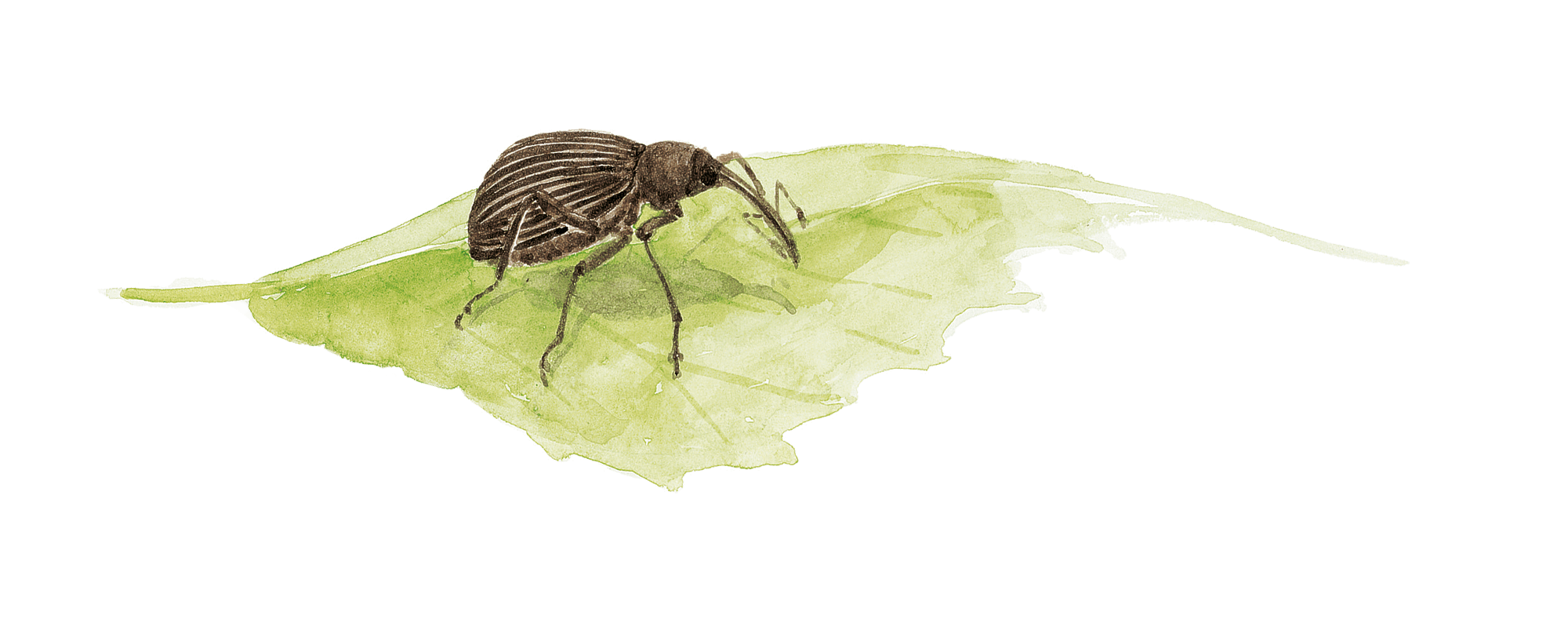 Insectes visiteurs des rosiers dessin nature
