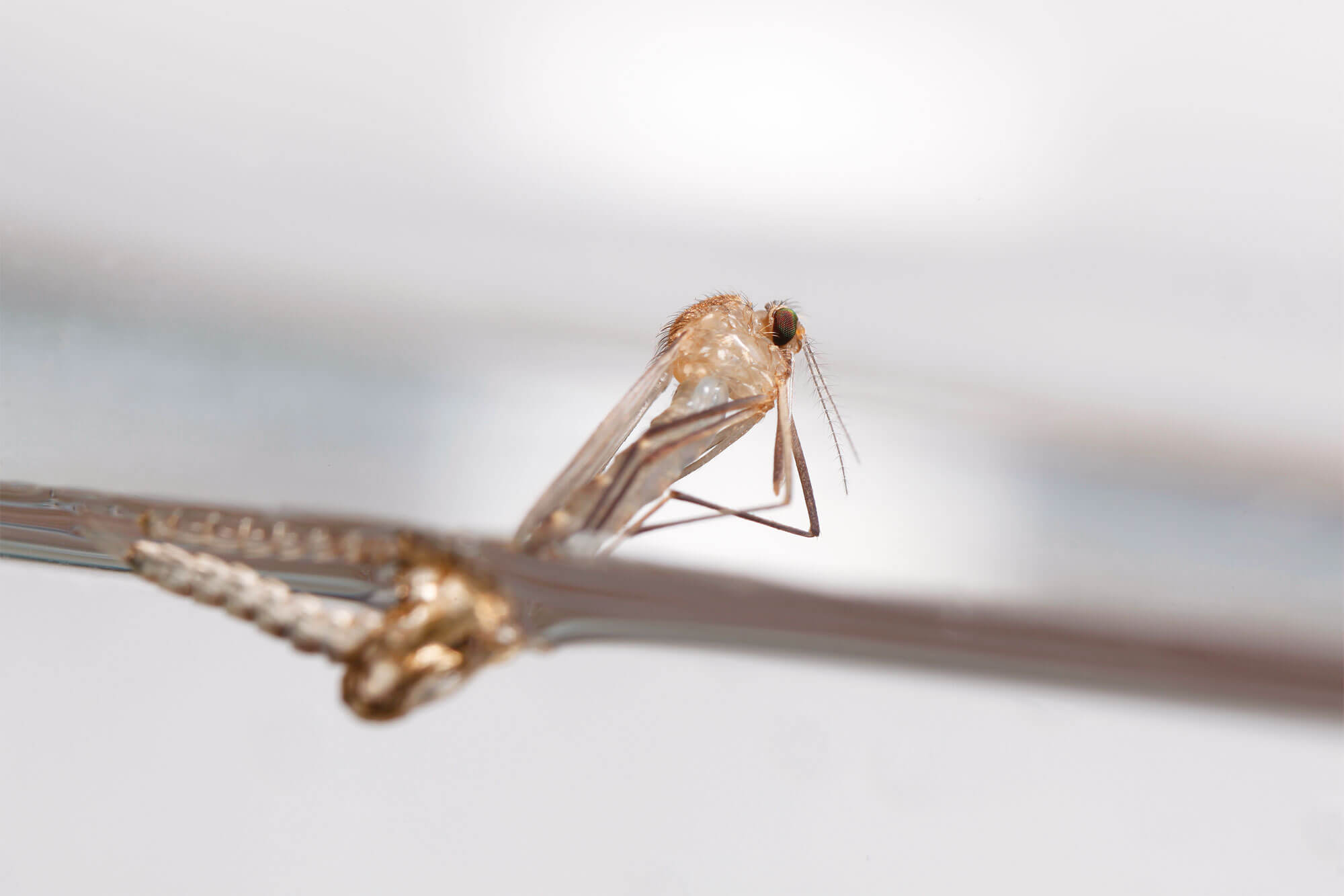 Photo d'émergence de moustique adulte